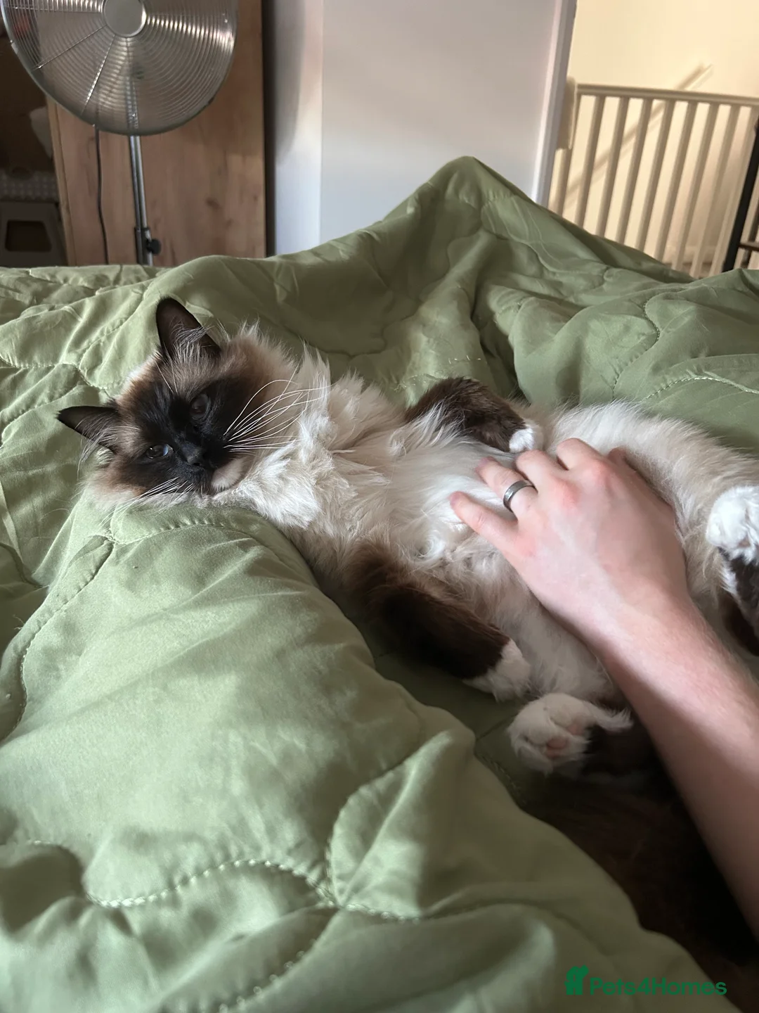 Ragdoll cats for sale: 2y/o Seal Mitted Pure Bred Ragdoll - Advert 1
