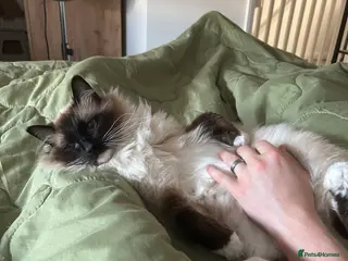 Ragdoll cats 2y/o Seal Mitted Pure Bred Ragdoll - Advert 12