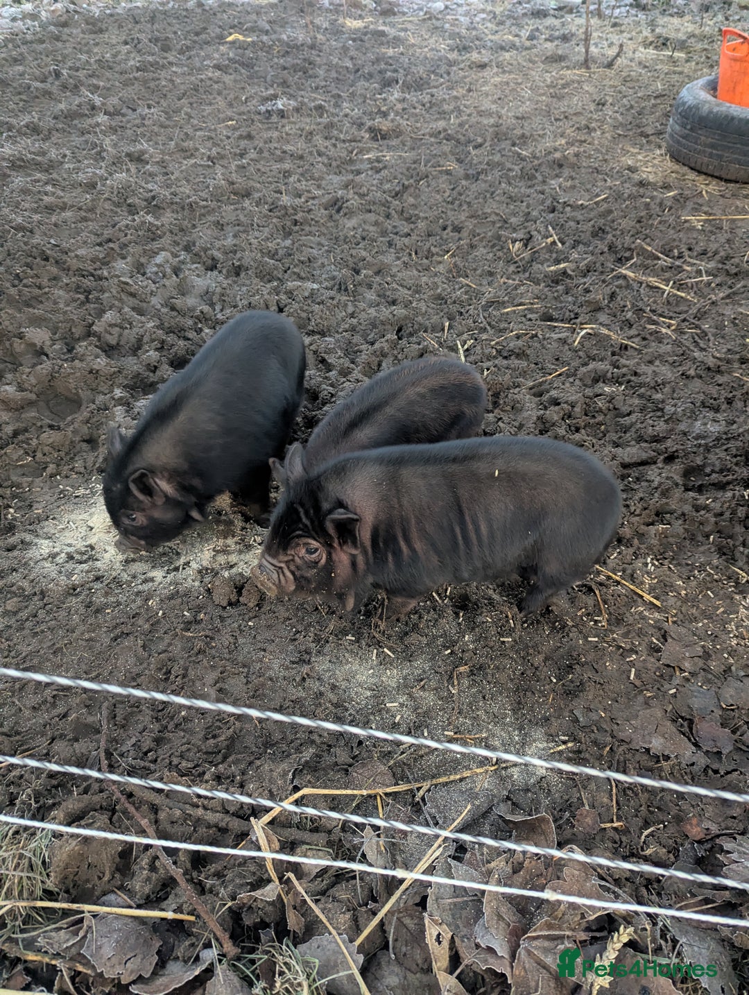Pig livestock for sale: Kune kune piglets. Girls and boys. - Advert 4