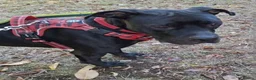 American Bull Staffy dogs for adoption: Meet Gomez, currently residing in Wiltshire  in Chippenham - Advert 9