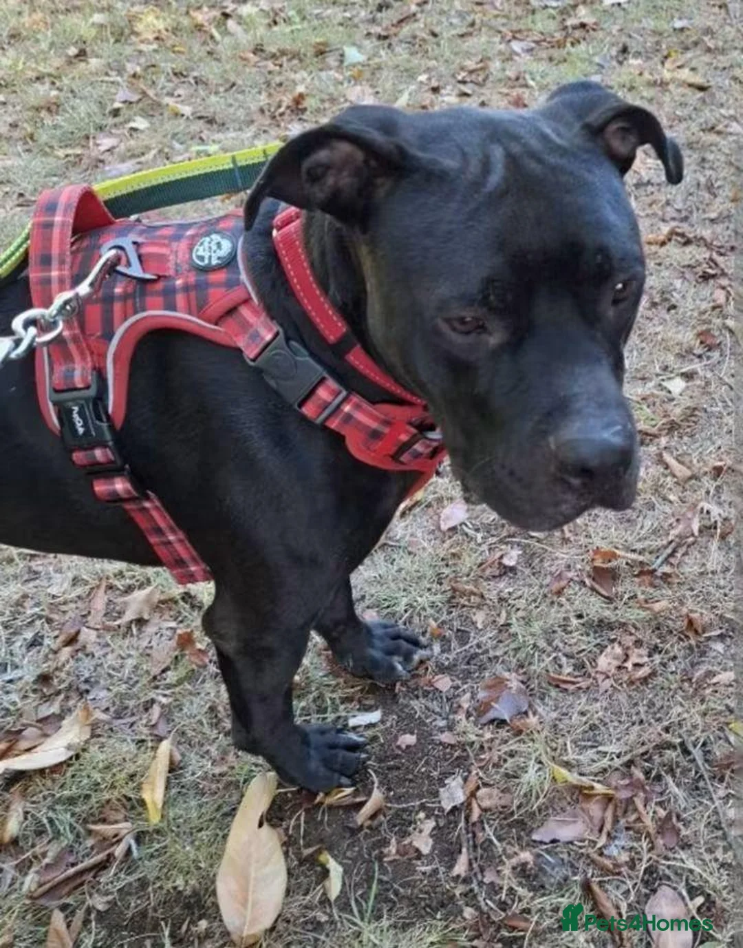 American Bull Staffy dogs for adoption: Meet Gomez, currently residing in Wiltshire  in Chippenham - Advert 9