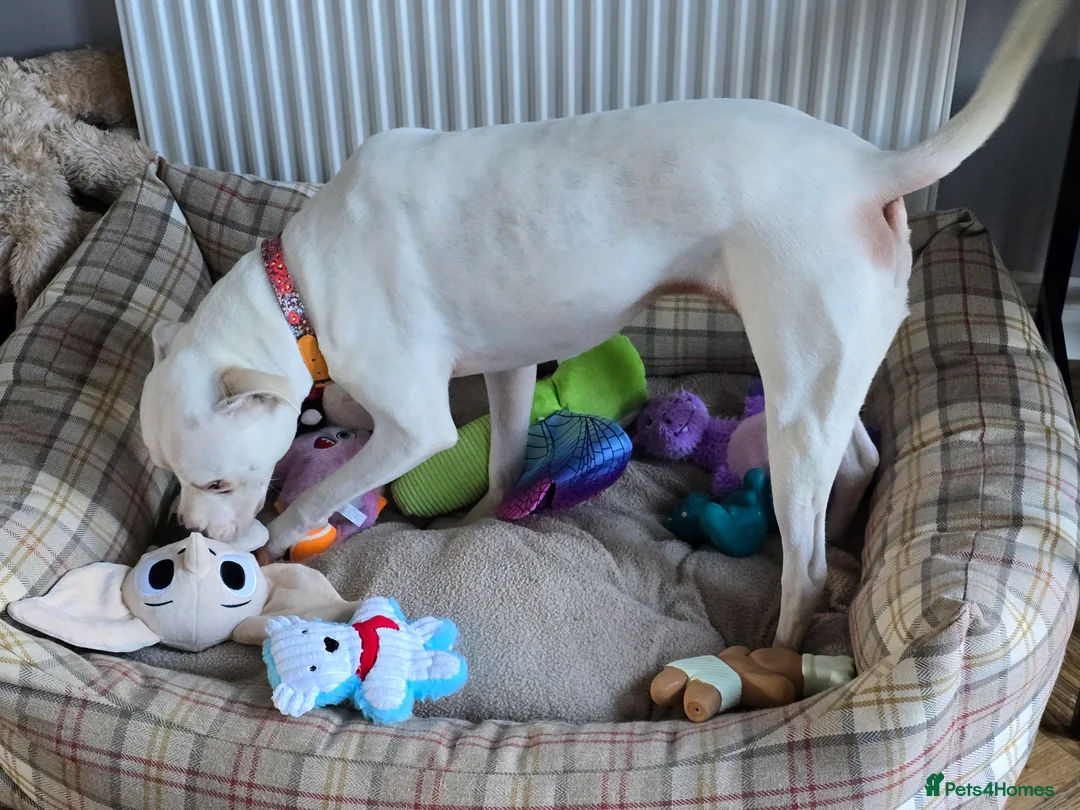 American Bulldog dogs for sale: Lily-Mae, American Scott Bulldog, 4yrs, spayed. - Advert 8