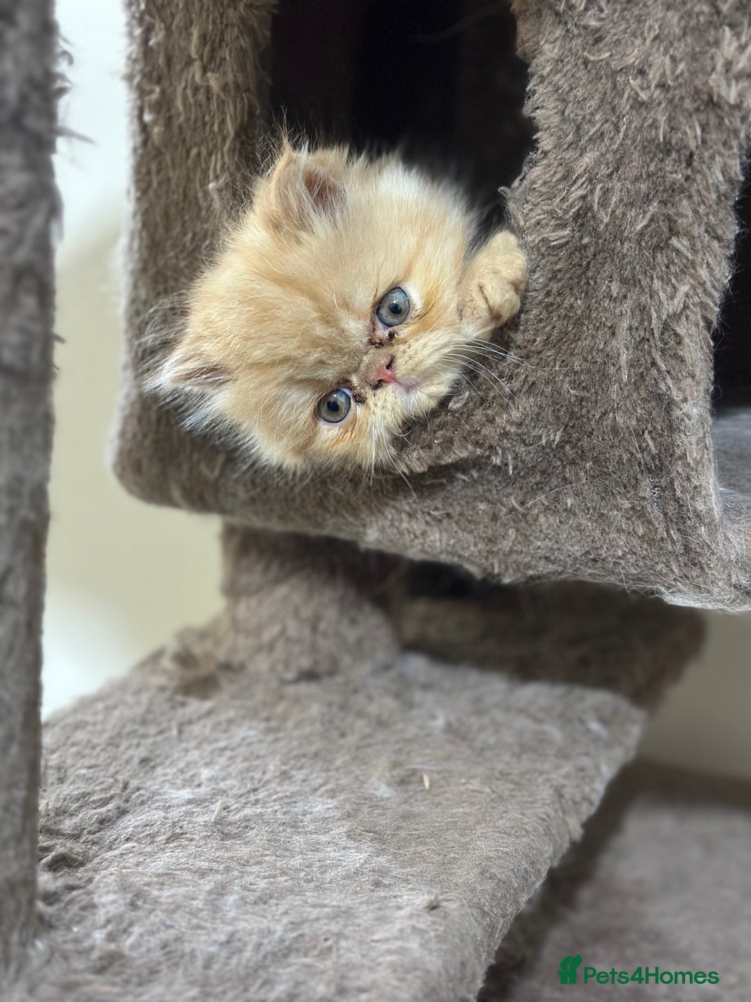 Persian cats for sale: Pedigree Persian Kittens ready to be rehomed - Image 39