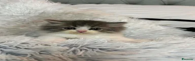 Persian 2