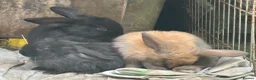 Mixed Breed rabbits for sale: Rabbits - Advert 3