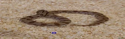 Snake reptiles for sale: CB25 Hognose Snakes, Ready Now, Albino, Conda - Advert 8