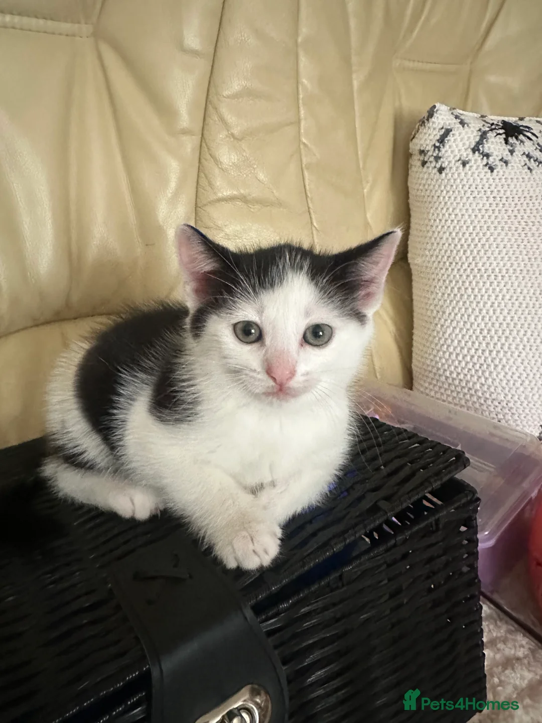 Mixed Breed cats for sale: Kittens  - Advert 6