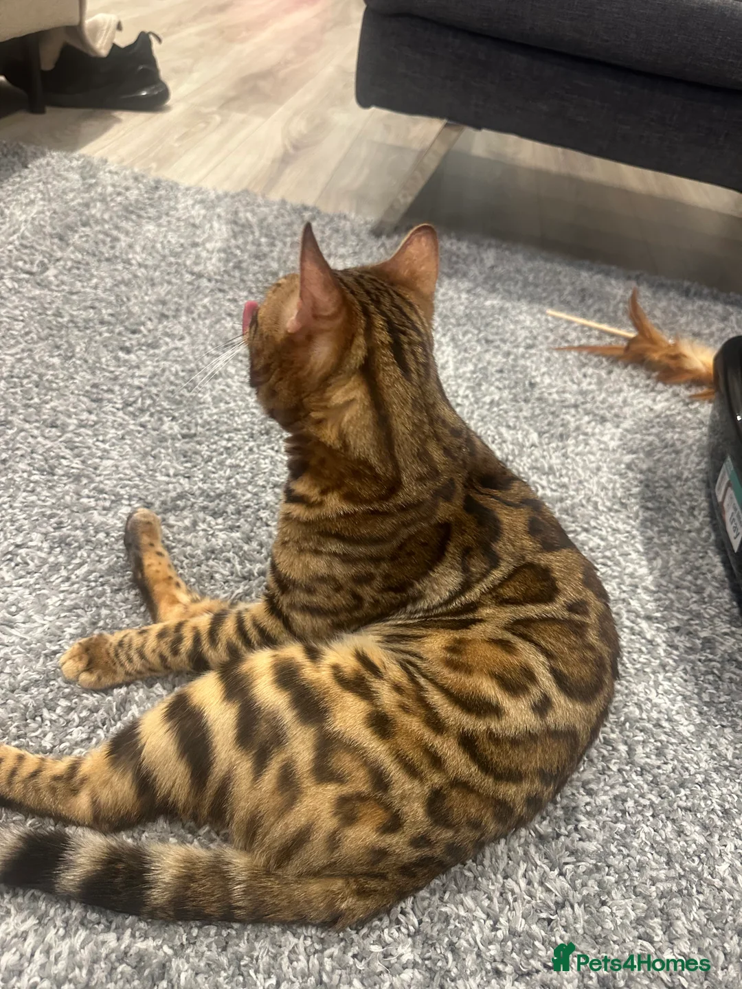 Bengal cats for sale: Pure bred Bengal TICA registered in Hoddesdon - Advert 6