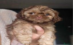 Shih Tzu dogs for sale: Chocolate Shih Tzu Puppy - Image 3
