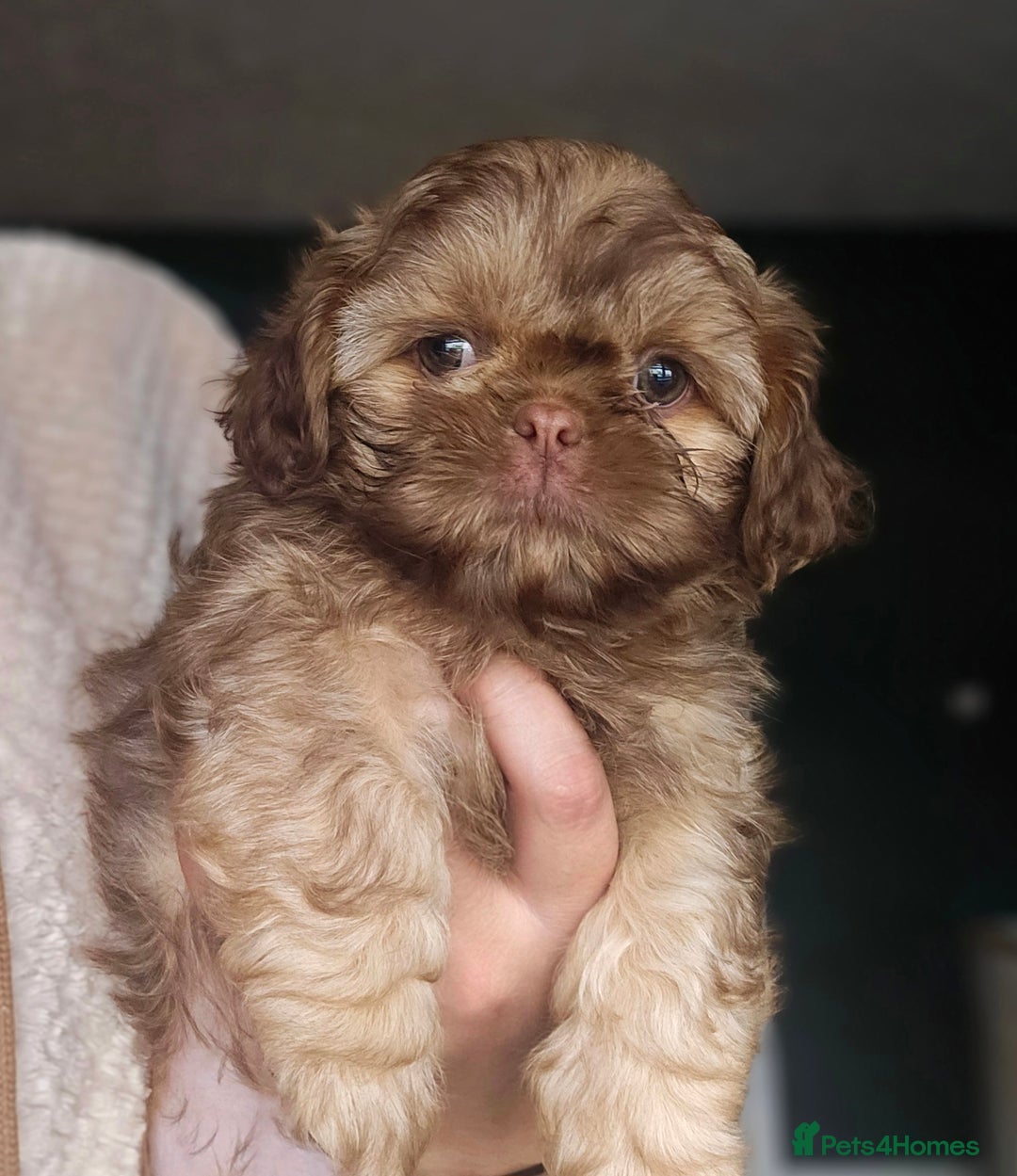 Shih Tzu dogs for sale: Chocolate Shih Tzu Puppy - Image 3