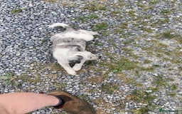 Border Collie dogs for sale: Blue Merle collies  - Image 1