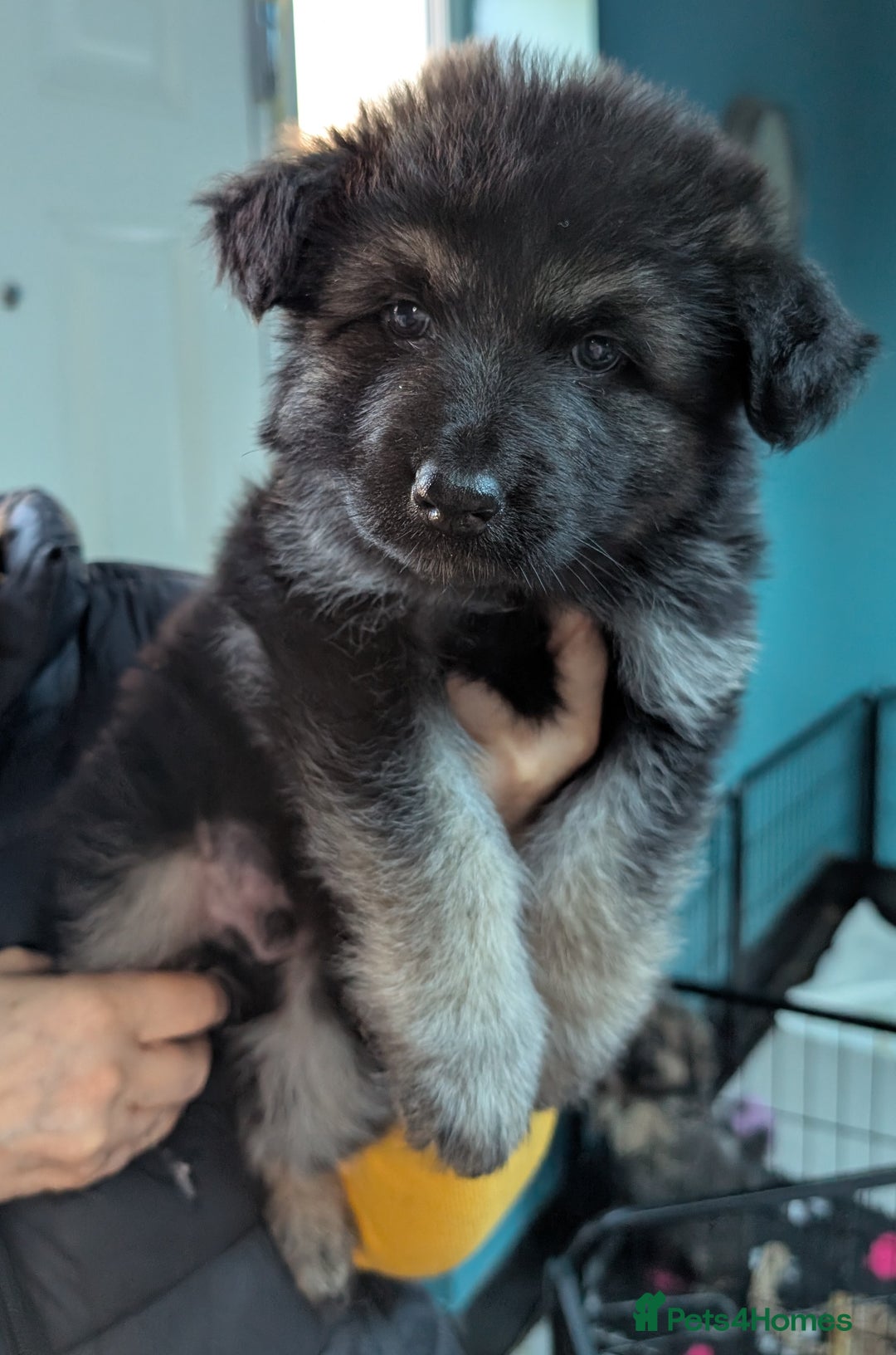German Shepherd dogs for sale: Gorgeous Shepherd Puppies for Sale - Advert 8