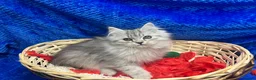 Siberian cats for sale: 🩶🩶Stunning Silver Traditional Siberian’s🩶🩶 - Advert 5