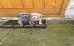 Labrador Retriever dogs for sale: Beautiful Berti  - Image 6