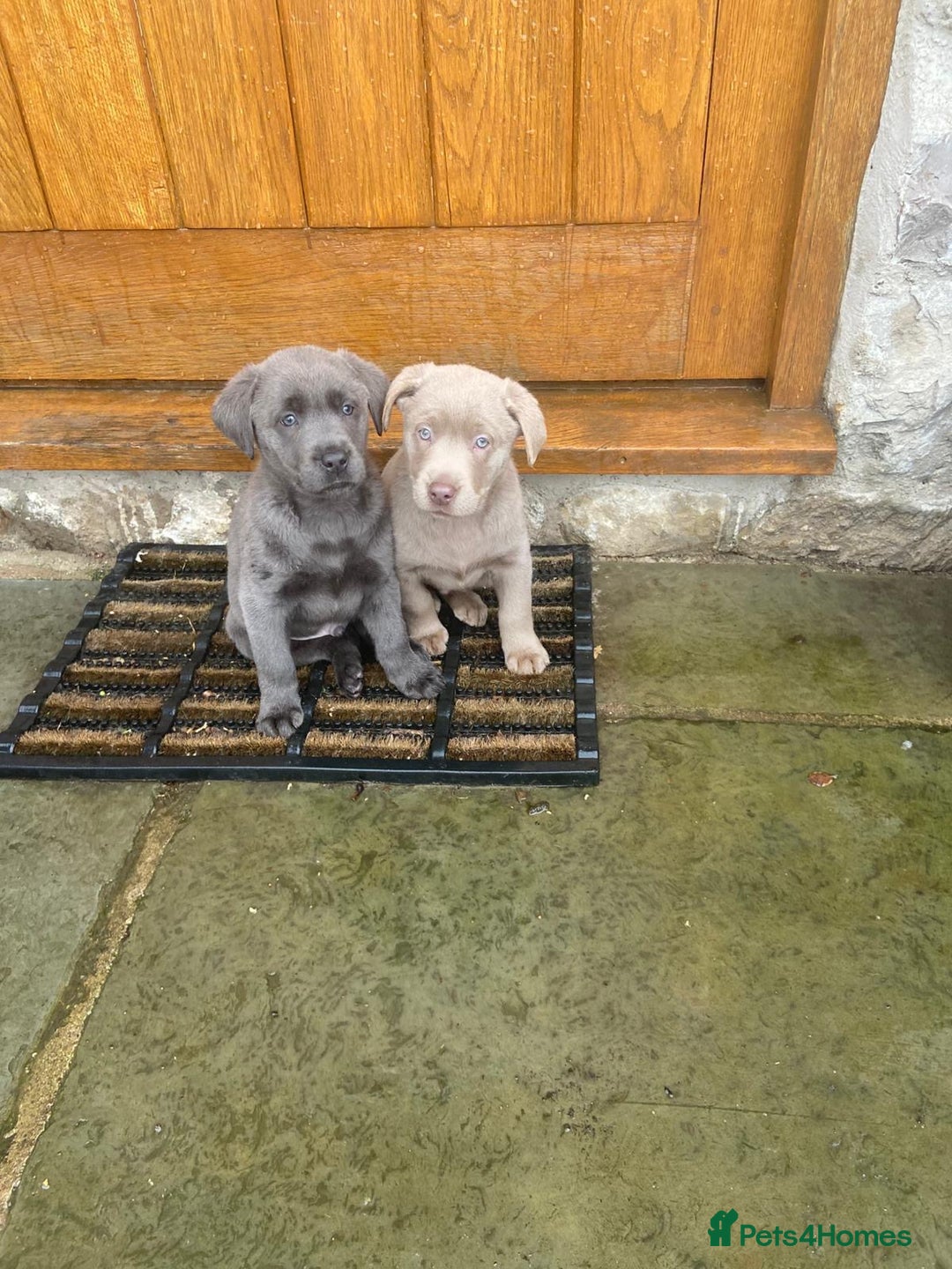 Labrador Retriever dogs for sale: Beautiful Berti  - Image 6