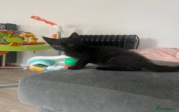 Mixed Breed cats for sale: Beautiful kittens for sale - Image 1