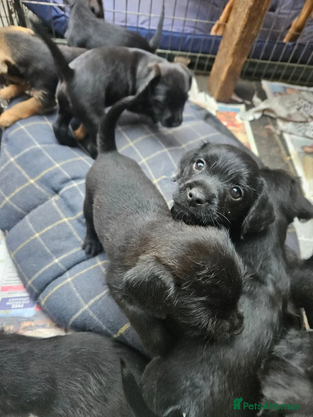 Mixed Breed dogs for sale: Patterdale x border terrier pups  in Burford - Advert 2