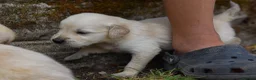 Golden Retriever dogs for sale: Beautiful Soft Gentle Golden Retrievers  - Advert 12