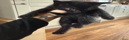 Mixed Breed cats for sale: Kittens  - Advert 5