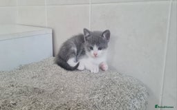 British Shorthair cats for sale: Beautiful Blue British Shorthair Kittens - Image 6