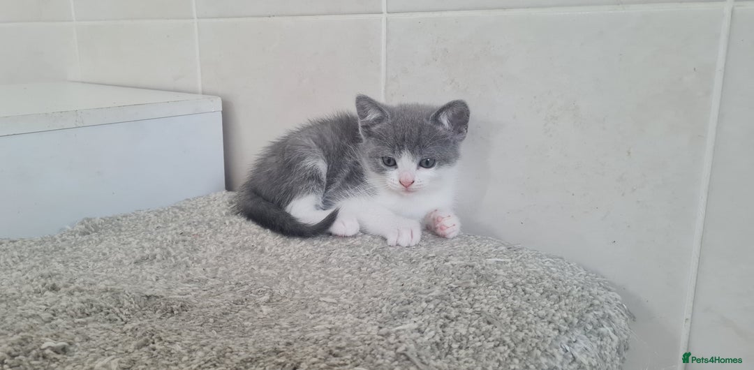British Shorthair cats for sale: Beautiful Blue British Shorthair Kittens - Image 6