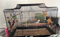 Budgerigars birds for sale: budgies for sale  - Image 1