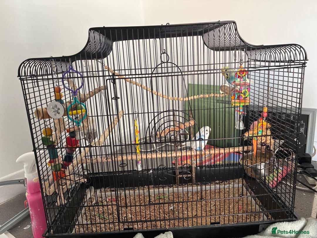 Budgerigars birds for sale: budgies for sale  - Image 1