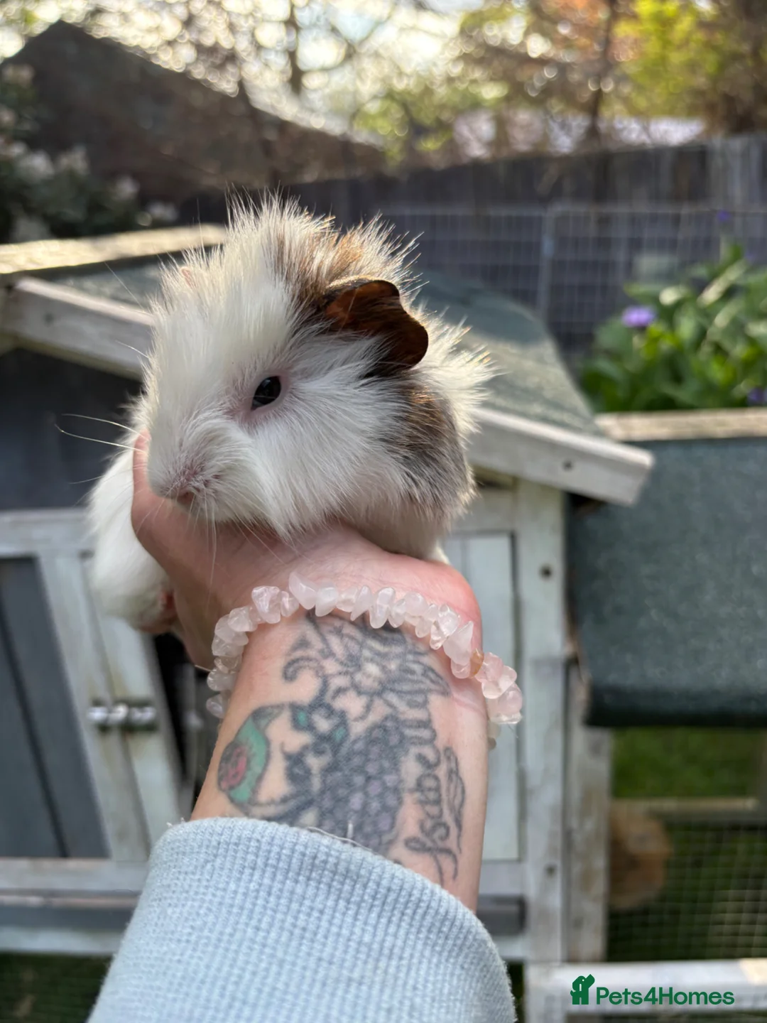 Guinea Pig rodents for sale: 3 brothers  - Advert 3