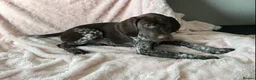 German Shorthaired Pointer dogs for sale: GSP Pups - 1 Boy available - Serbian Blood Lines - Advert 7