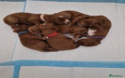 Cavapoo dogs for sale: Beautiful F1 cavapoo puppies - Image 21