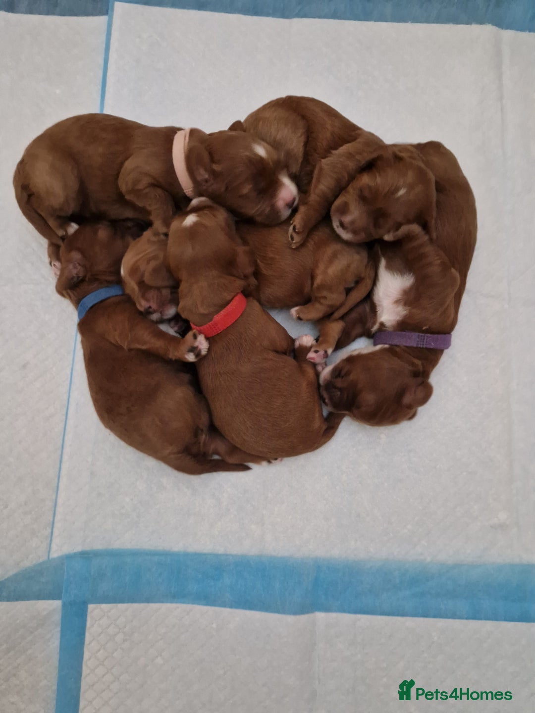 Cavapoo dogs for sale: Beautiful F1 cavapoo puppies - Image 21