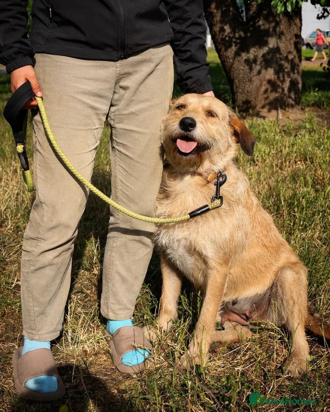 Mixed Breed dogs for adoption: 💖🐶 DUNA 🐶💖 - Advert 11