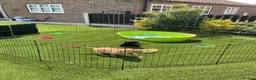 Labrador Retriever dogs for sale: Beautiful Labrador retrievers    - Advert 10