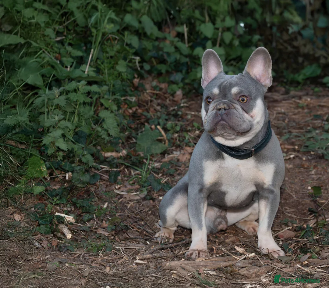 French Bulldog dogs for sale: Lilac and tan French bulldog , needing a new home in Taunton - Advert 1