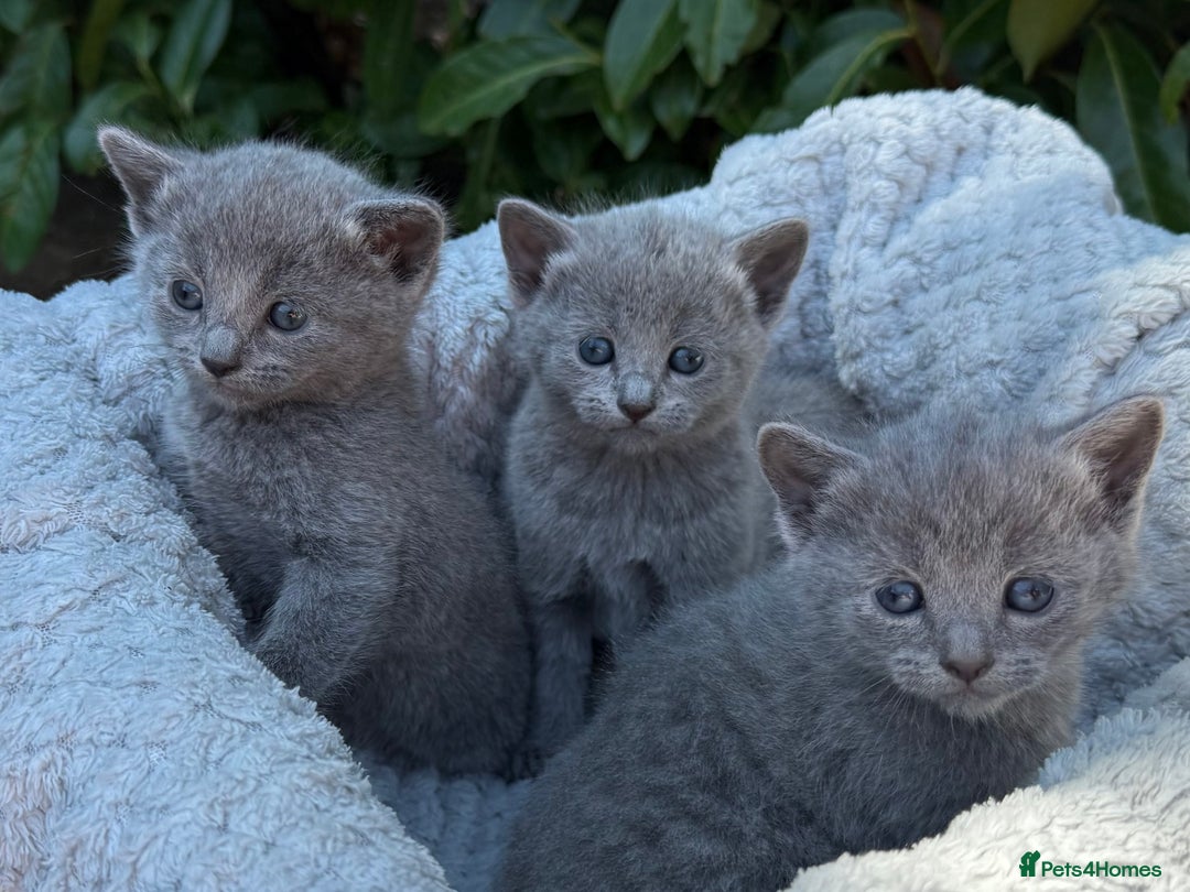 Russian Blue cats for sale: Pure Russian Blue Kittens - Image 1