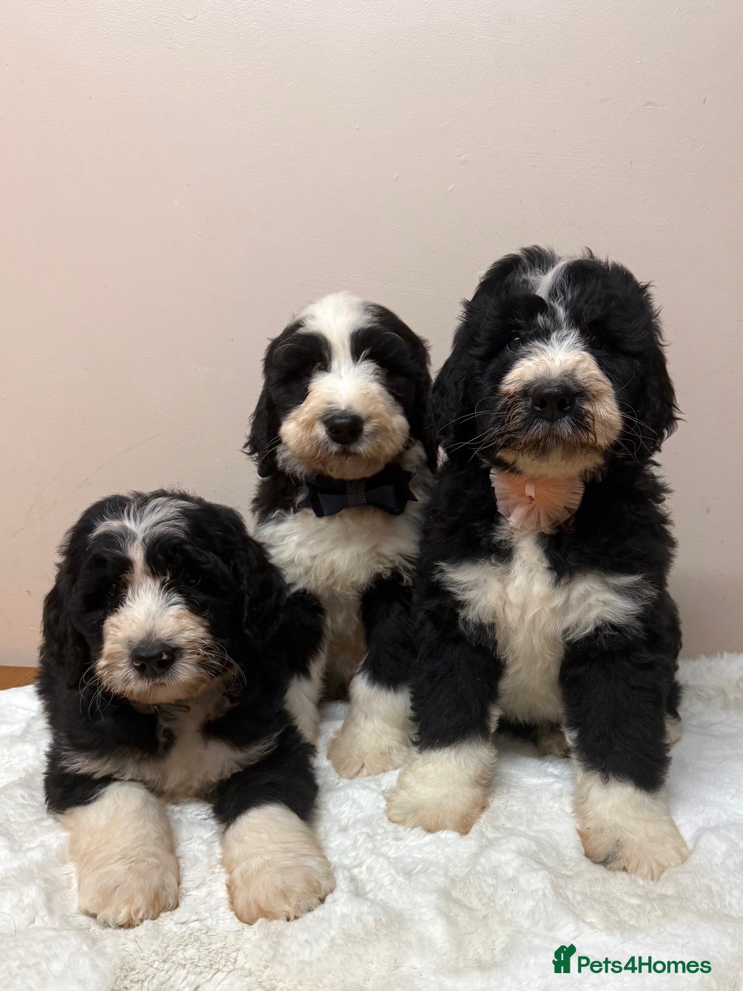 Bernedoodle dogs for sale: F1 Standard Bernerdoodles - Advert 1