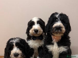 Bernedoodle dogs F1 Standard Bernerdoodles - Advert 2