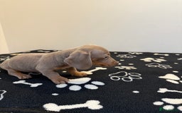 Miniature Dachshund dogs for sale: Beautiful smoothed haired miniature Dachshunds - Advert 13