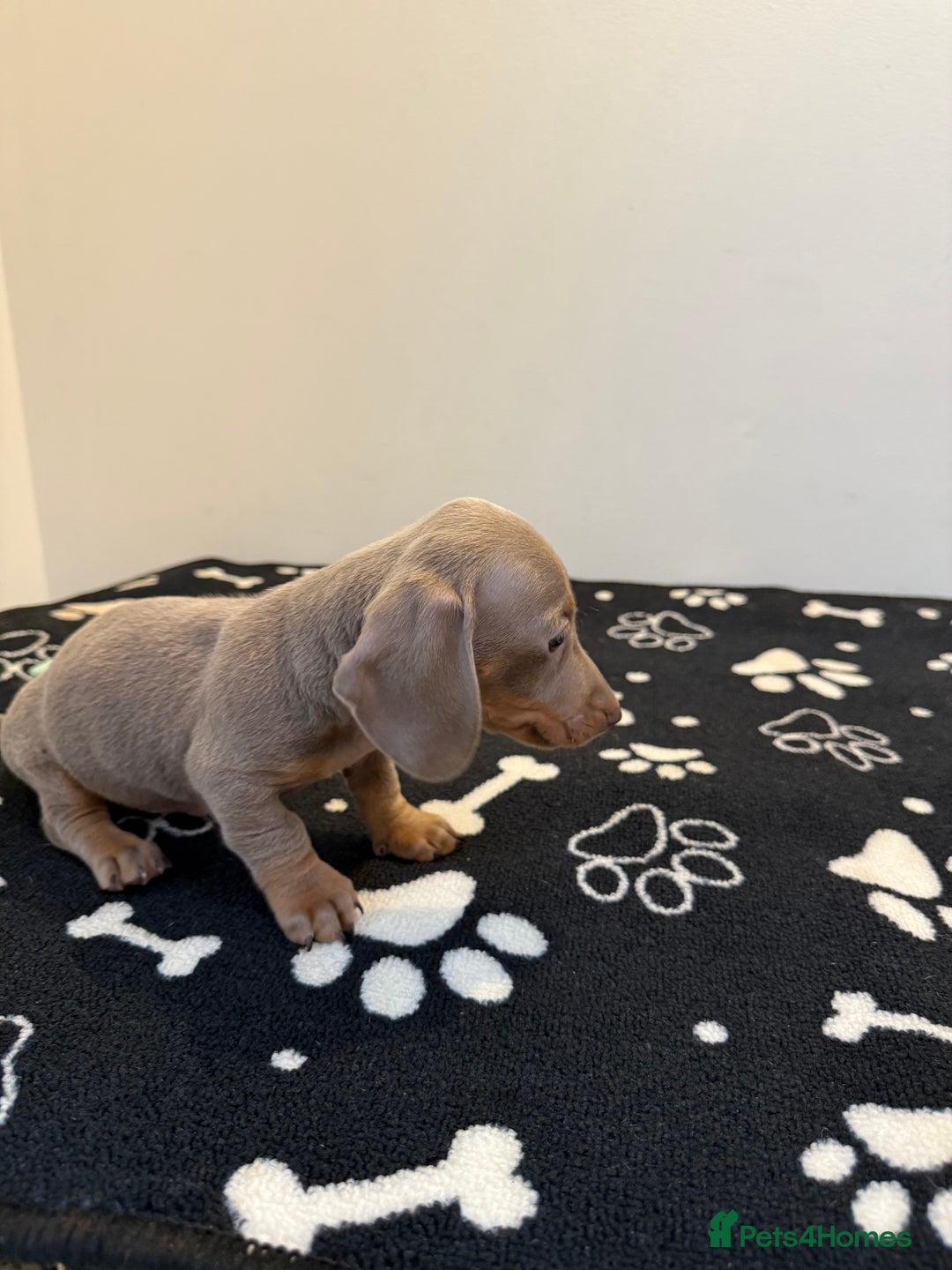 Miniature Dachshund dogs for sale: Beautiful smoothed haired miniature Dachshunds - Advert 13