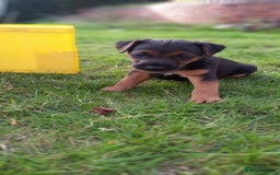 Mixed Breed dogs for sale: Border X Lakeland Terrier Puppies - Image 8