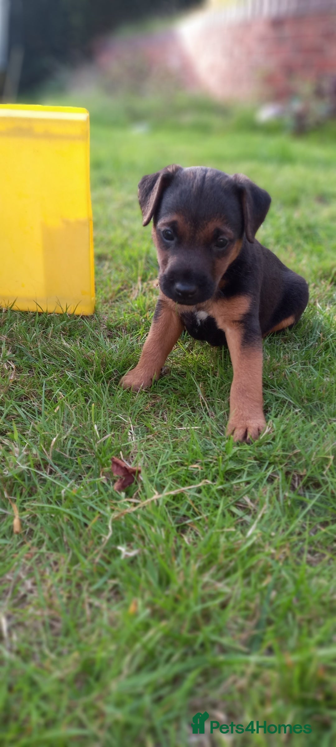 Mixed Breed dogs for sale: Border X Lakeland Terrier Puppies - Image 8