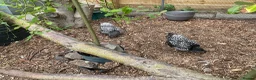 Chickens poultry for sale: Wyandotte Bantams Silver Laced in Crediton - Advert 5