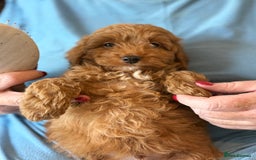 Mixed Breed dogs for sale: Toy Maltipoo X Miniature Labradoodle Puppies - Image 3