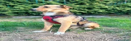 Mixed Breed dogs for adoption: ❤️🐶 STELLA – SHE BUILDS HER WORLD AROUND YOU in Burton-on-Trent - Advert 35