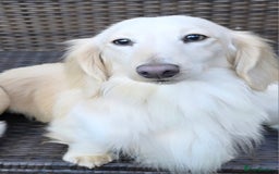 Miniature Dachshund dogs for sale: Stunning KC Reg Clear Cream Mini Dachshunds   - Image 13