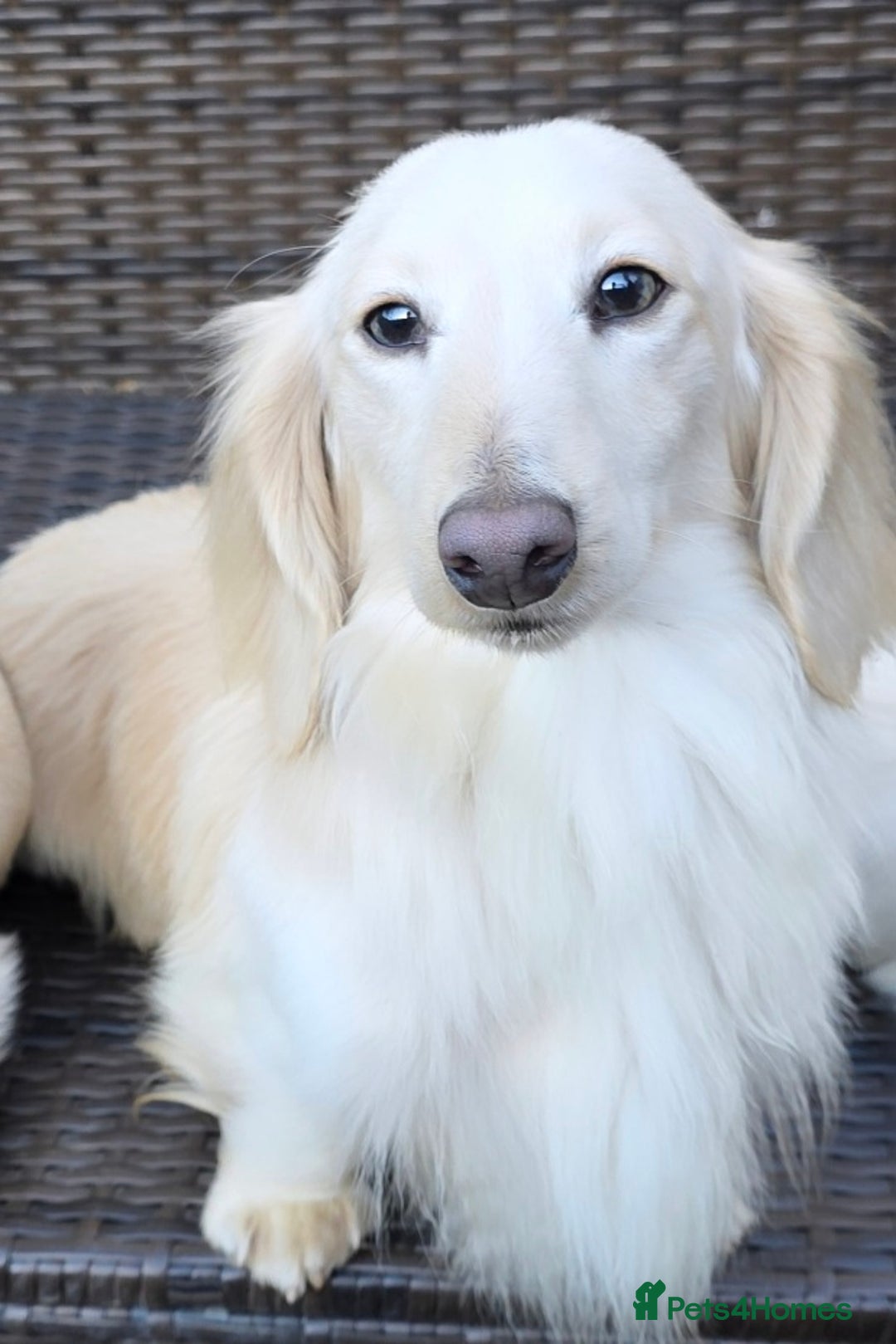 Miniature Dachshund dogs for sale: Stunning KC Reg Clear Cream Mini Dachshunds   - Image 13