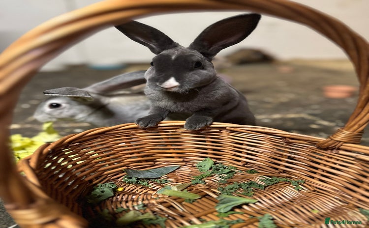 Rex rabbits - Advert 1
