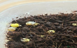 Snails invertebrates for sale: Giant African Land Snails.  - Image 5