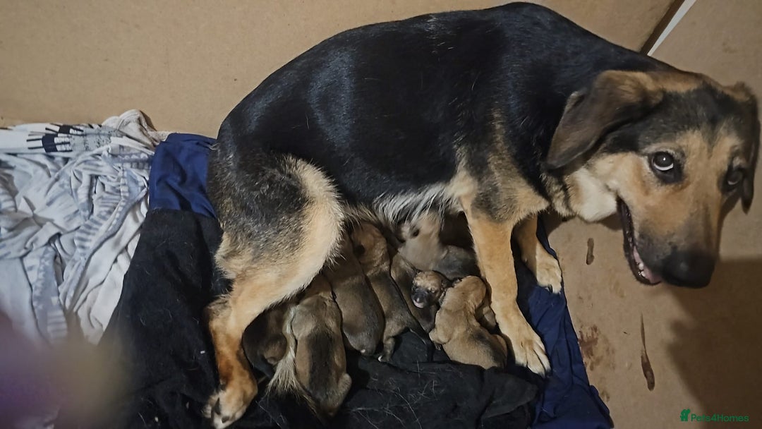 Mixed Breed dogs for sale: Available now! Mastiff / German Shephard puppies  - Advert 20