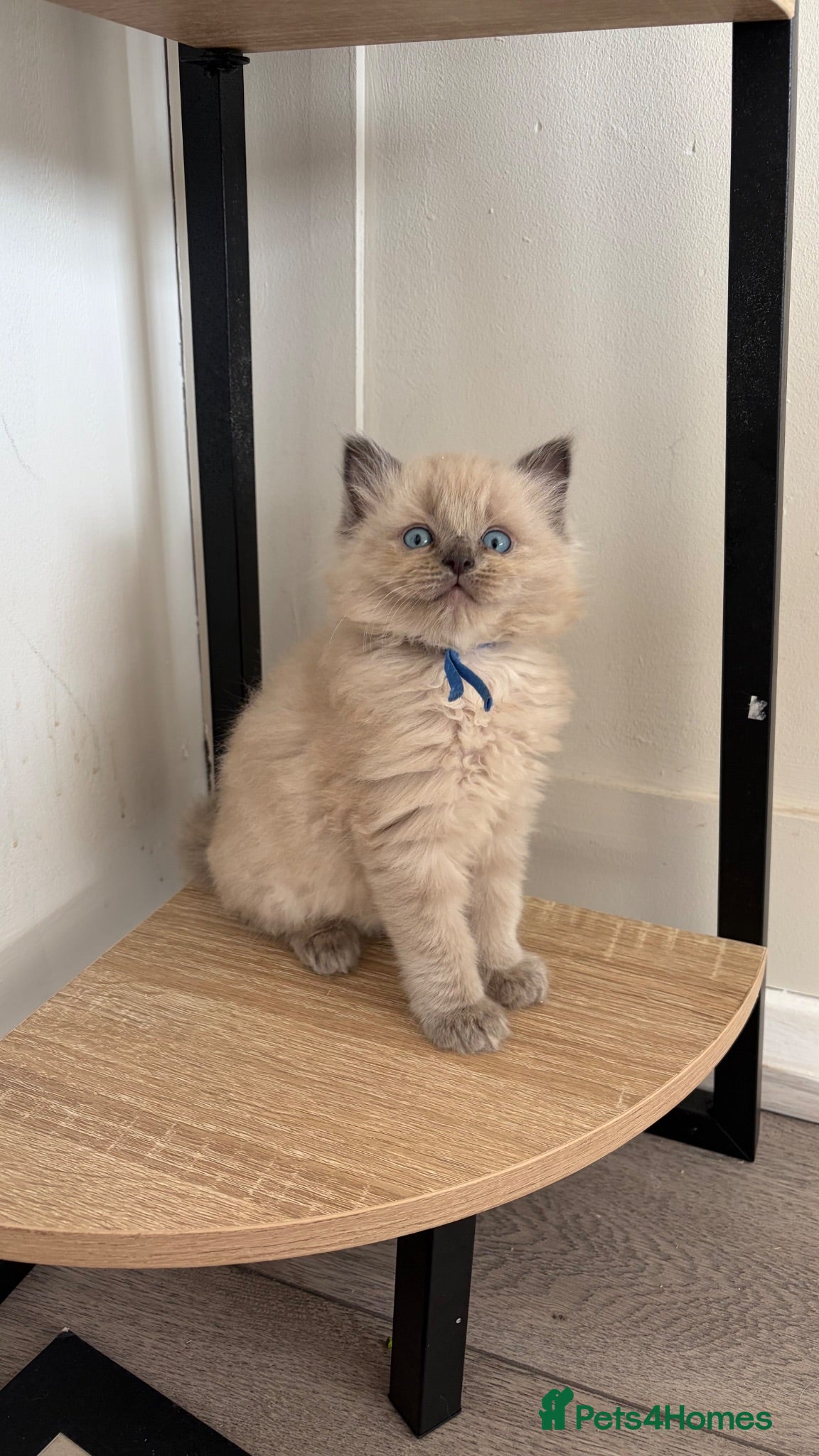 Ragdoll cats Ready now stunning ragdoll kittens - Advert 12